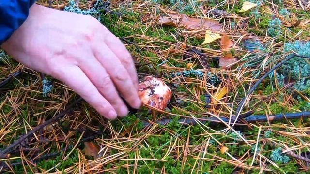 ВЛАДИМИРСКИЕ боры-2022. Вторая многодневная октябрьская поездка за белыми и БОРОВИКАМИ. День 1-й. смотреть онлайн