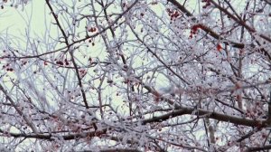 Черный баран | Жуткая история про оборотня