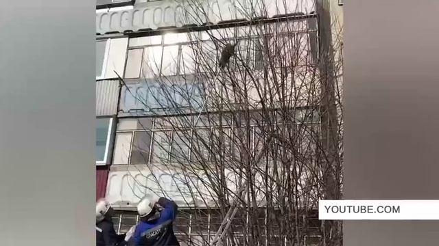 Липецкие спасатели сняли енота с дерева... смотреть онлайн