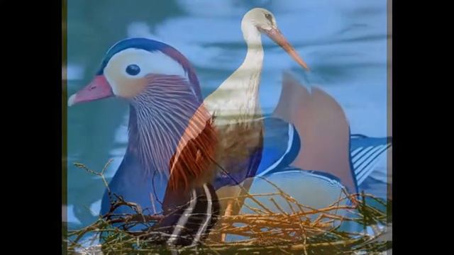 красота пера,сила крыльев,нежность. смотреть онлайн