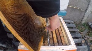 Способ рабочий бояться не надо Как подсилить слабую семью отводок в зиму