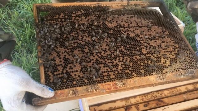 Домашняя пасека#Карника#пчелопакеты#ульи# смотреть онлайн
