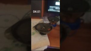 Паль динамика 3w
