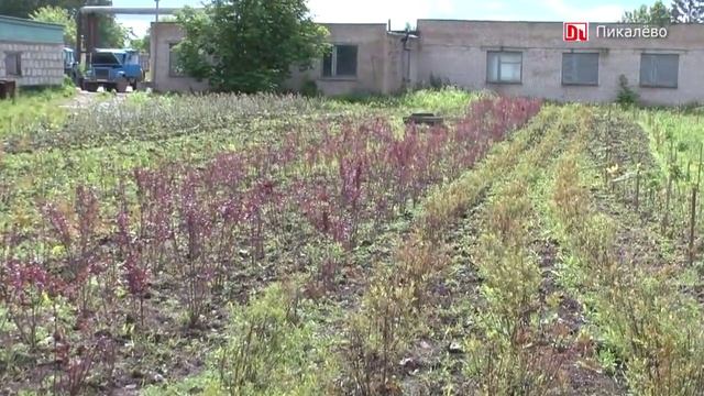 ООО "Садово парковые растения Пикалёво" смотреть онлайн