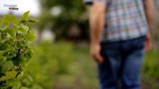 СМОРОДИНА УКРУПНЯЕТСЯ И СОЗРЕВАЕТ ПРЯМО НА ГЛАЗАХ ПОСЛЕ ЭТОЙ КИСЕЛЬНОЙ ПОДКОРМКИ! смотреть онлайн