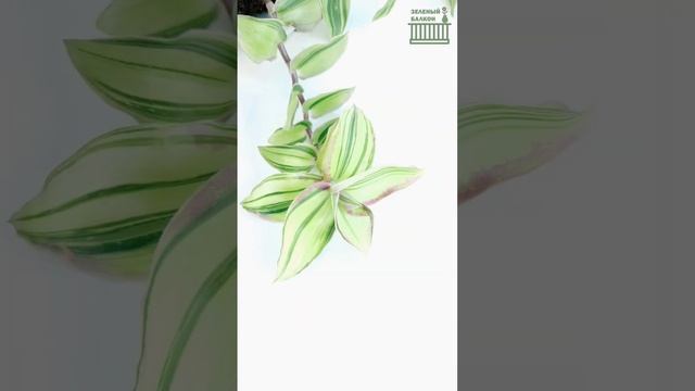 САМЫЕ ЦВЕТНЫЕ Традесканции, каллизии, гибазисы, сеткреазии, много цветов #tradescantia смотреть онлайн