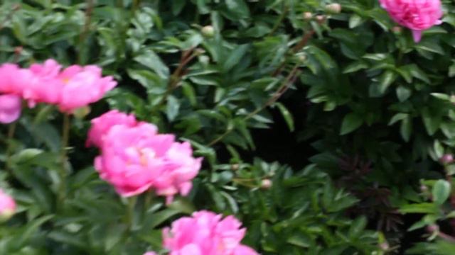 Lady Ann® | R2 Flowers BV | Peonies смотреть онлайн