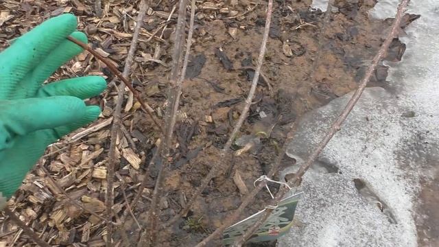 Обрезка гортензии метельчатой. смотреть онлайн