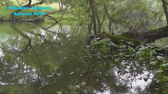 Поклёвки мелочёвки на поплавок_ уклейка, плотва, елец, пескарь, окунь. Рыбалка мах.удочкой. Fishing смотреть онлайн
