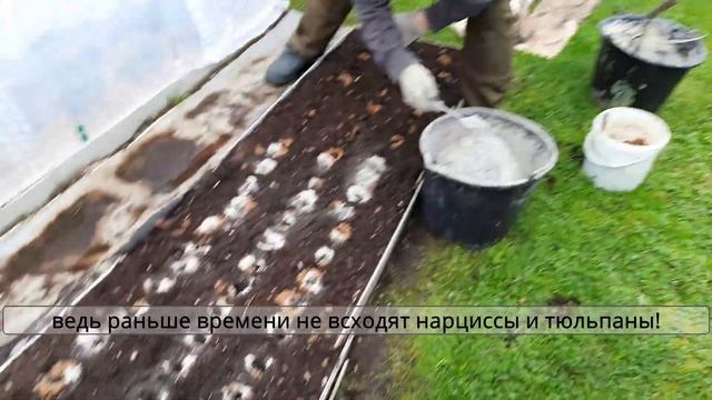 Озимая посадка чеснока смотреть онлайн