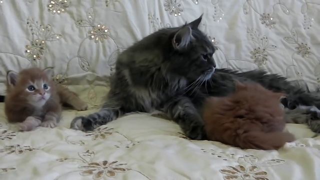 Кошка мейн-кун Сабрина разговаривает со своими маленькими котятами/ питомник ЛИРИКУМ смотреть онлайн