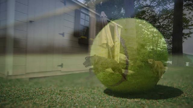 Man Adopted a Dog, Days Later he Received a Shocking Letter… смотреть онлайн