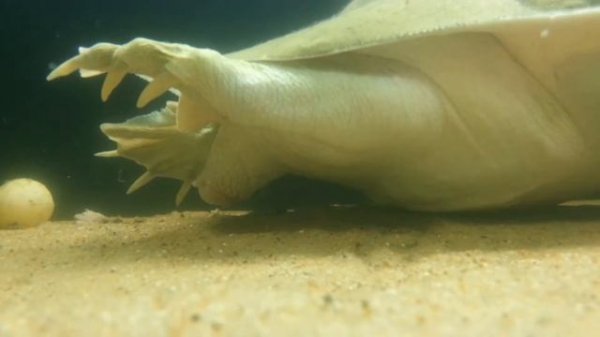 Дальневосточная черепаха (pelodiscus sinensis). Softshell turtle. (09.11.2016)