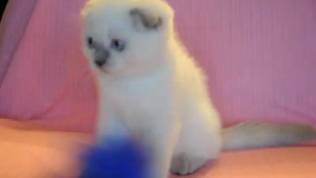 Шотландская вислоухая кошечка лиловая поинт 2 мес. смотреть онлайн