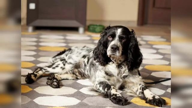 РУССКИЙ ОХОТНИЧИЙ СПАНИЕЛЬ-ВСЕ О ПОРОДЕ! смотреть онлайн