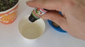 ЭУСТОМА НЕ ХОЧЕТ РАСТИ? ЗАСТАВИМ! Лёгкий метод решения проблемы.