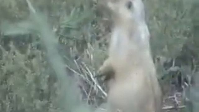 Что за зверь такой? Байбак? смотреть онлайн