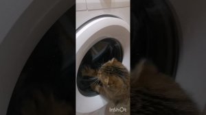 Смешные коты