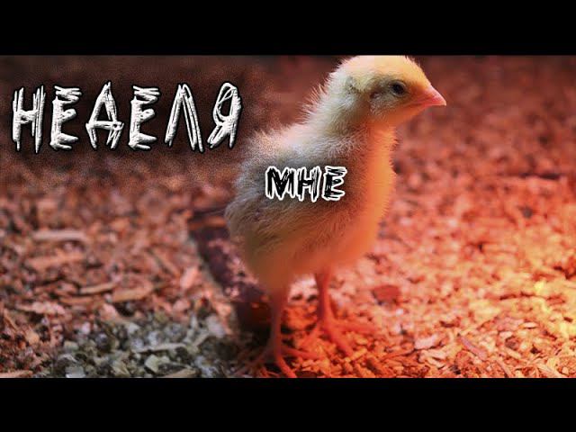 Недельные мясные перепела 5 кратный набор веса Техасский бройлер eng sub смотреть онлайн