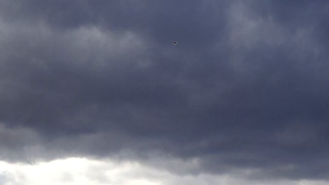 ГОЛУБИ И ХИЩНАЯ ПТИЦА ЧТО ТВОРЯТ В НЕБЕ !?) смотреть онлайн