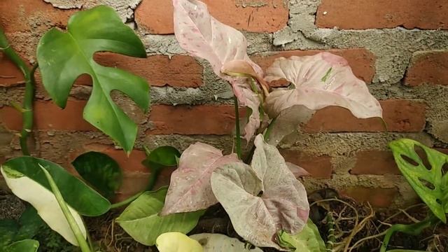Syngonium Pink Spot  #propagationsyngonium #syngoniumcare