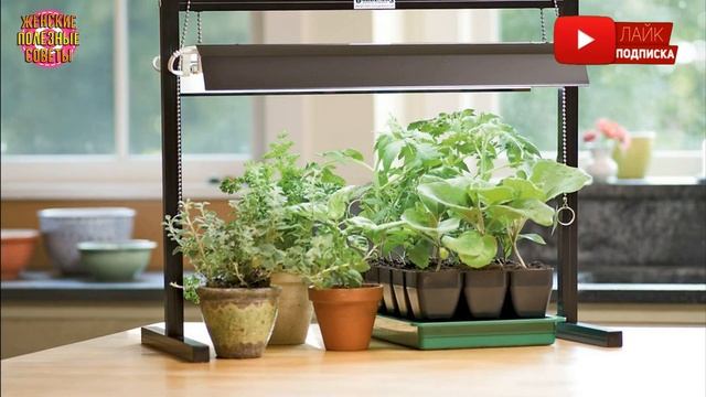 КАК Я ИЗ ХИЛОЙ РАССАДЫ буквально за 2 дня делаю сильную и мощную! смотреть онлайн