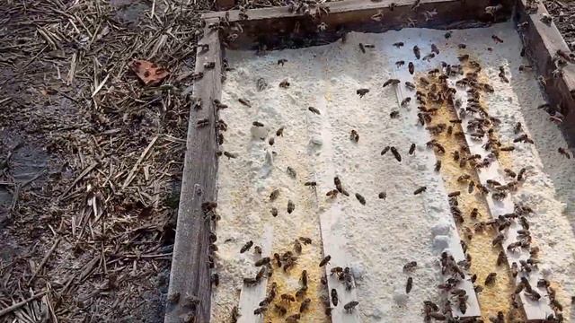 Кукурузная крупа для пчел 07,032019 смотреть онлайн