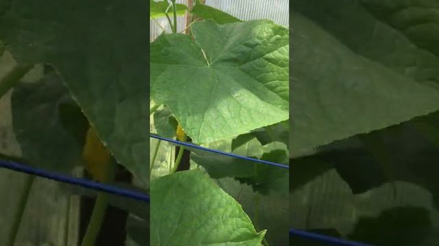 #Shorts# На дачу. Июнь 2021. Огурцы на подходе. Ого! А это почему? смотреть онлайн