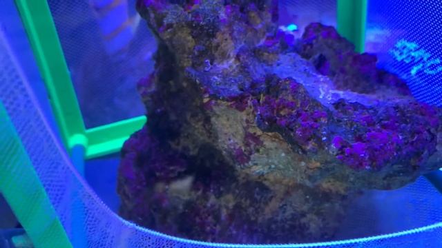 Морской аквариум отнерестились пара клоунов оцелярисов смотреть онлайн