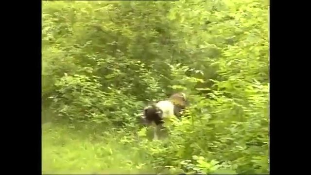 English Cocker Spaniel - Full Length Documentary