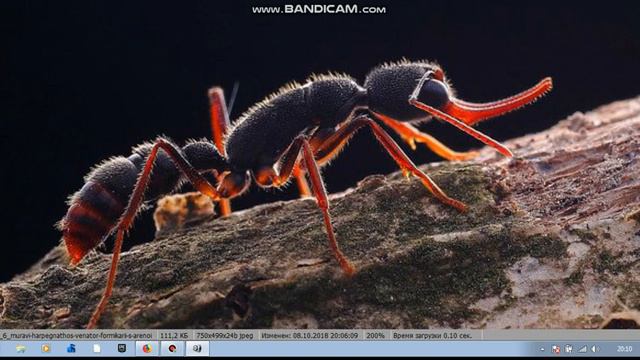 содержание вида Harpegnathos Venator