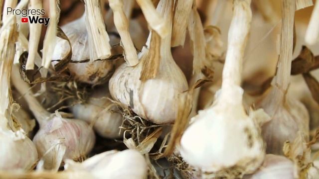 НИ В КОЕМ СЛУЧАЕ НЕ САЖАЙТЕ ТАКОЙ ЧЕСНОК! Какие зубки чеснока использовать для посадки осенью?