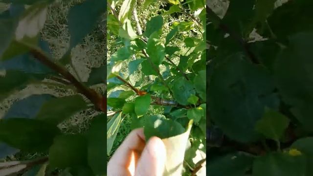 Результат Прививки дикой яблони культурными сортами. смотреть онлайн