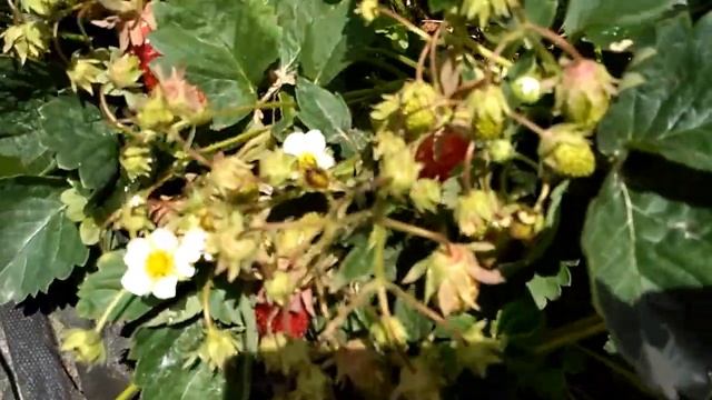 Земклуника Купчиха в 2018 году. ЛПХ Ягода-Клубника. смотреть онлайн