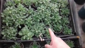 Пикировка львиного зева и краткий обзор рассады!