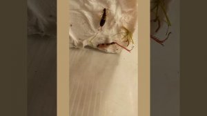 Уховёртка в домашних условиях