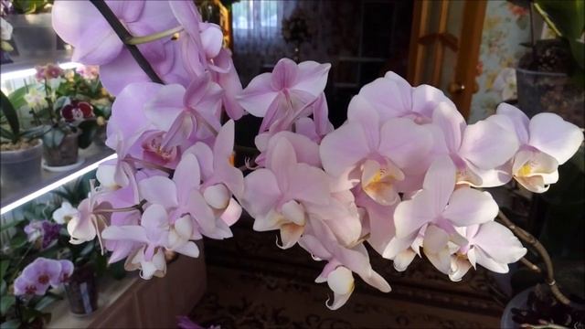 Орхидеи))Февраль)))Аркс Рей легкая орхидея! А у Вас? Несколько причин НЕ пышного цветения орхидей)) смотреть онлайн