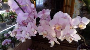 Орхидеи))Февраль)))Аркс Рей легкая орхидея! А у Вас? Несколько причин НЕ пышного цветения орхидей))