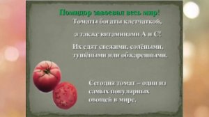 Синьор-помидор.Рассказ детям о помидорах.