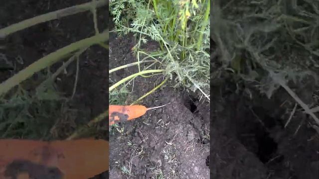 Морковь Кесена смотреть онлайн