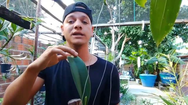 por que as orquídeas amarelam as folhas e caem смотреть онлайн