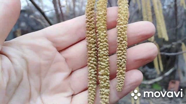 Весна. Проверка в саду. # весна, #весенние_цветы смотреть онлайн