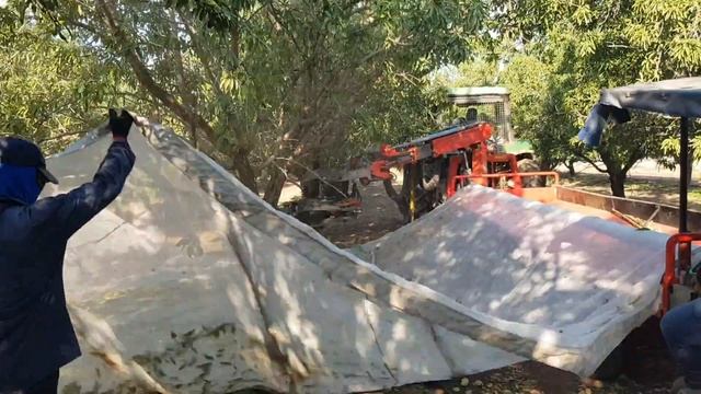 Сбор миндаля Almond harvest смотреть онлайн