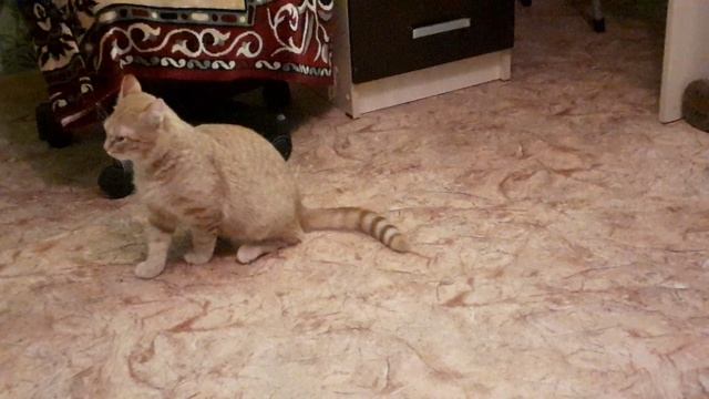 А нюх как у собаки, а глаз как у орла? смотреть онлайн
