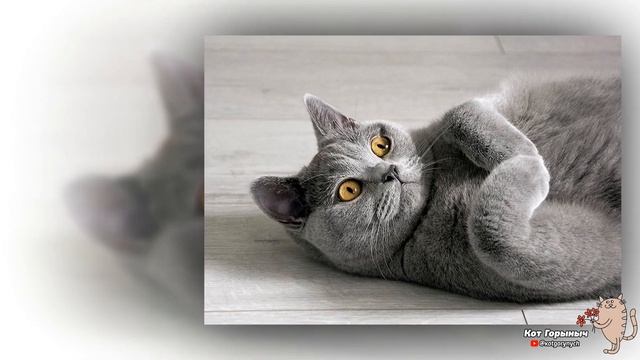 Кот обормот смотреть онлайн