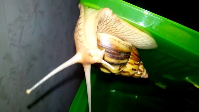 Мои Ахатины (My Achatins)