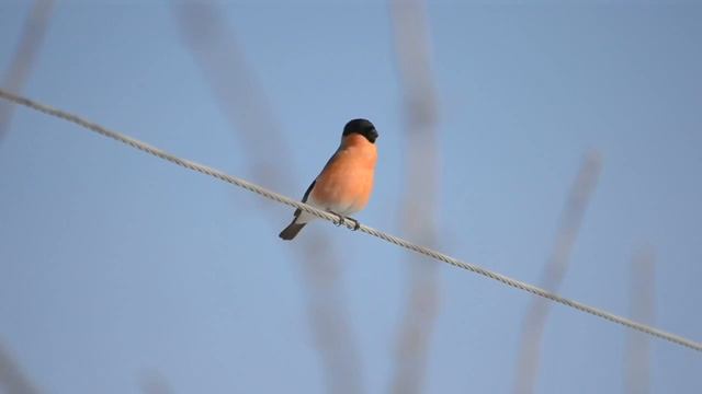 снегирь поёт смотреть онлайн