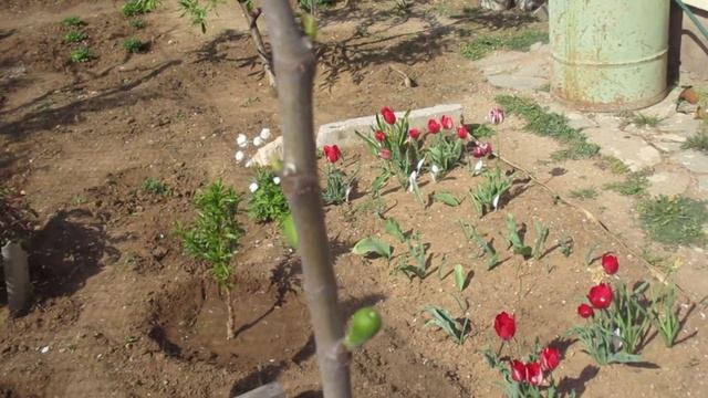 в Крыму цветет инжир смотреть онлайн