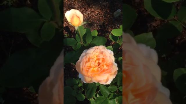 The Lady Gardener Rose from David Austin смотреть онлайн