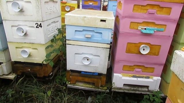 пчелы в улье Лысонь в октябре на одном корпусе, обработал от клеща второй раз, осыпалось 68 клещей смотреть онлайн